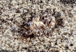 Apochrysidae nothochrysa 
