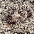 Apochrysidae nothochrysa 