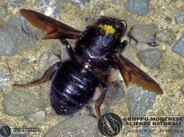 ordine: Hymenoptera
famiglia: Andrenidae
nome scientifico: Andrena pilipes
data e località: Castel di Aiano, Bologna Province, Emilia Romagna, Italy
commento: CBRIZ0356.jpg