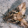 Autographa gamma 