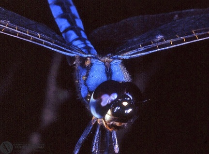 Indet. sp.  -- 

ordine: Odonata

famiglia: Libellulidae

nome scientifico: Indet. sp. 

data e località: Durban, Kwazulu-Natal, South Africa

commento: 