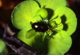 Altica oleracea 