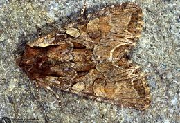 Lacanobia w-latinum