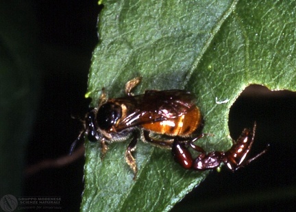 Indet. sp.  -- 

ordine: Hymenoptera

famiglia: Apidae

nome scientifico: Indet. sp. 

data e località: St.Lucia Wetland, Kwazulu-Natal, South Africa

commento: 