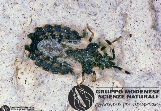 Aradus sp. 