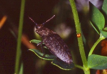 Adelocera murina 