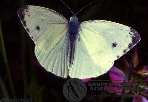 Pieris napi 