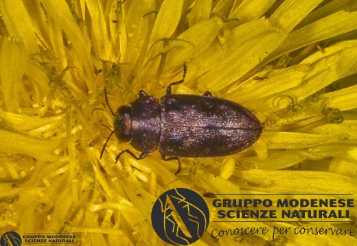 Anthaxia quadripunctata 