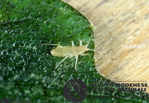 Aphis gossypii 