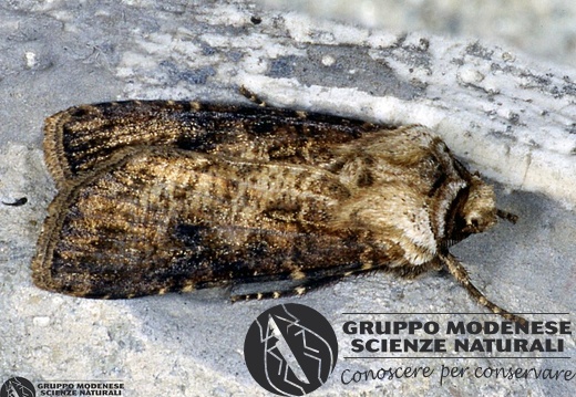 Agrotis clavis