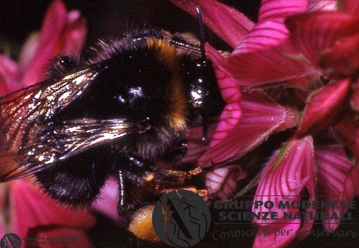 Bombus sp 