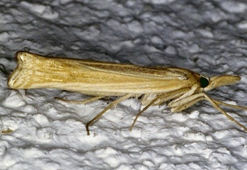 Ancylolomia tentaculella 