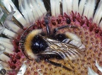 Psithyrus sp. 