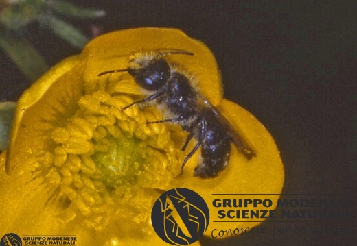 Andrena sp. 