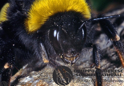 Bombus lucorum 