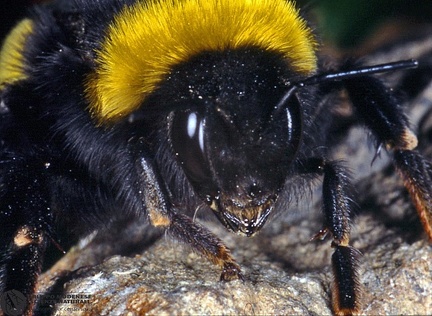Bombus lucorum  -- 

ordine: Hymenoptera

famiglia: Apidae

nome scientifico: Bombus lucorum 

data e località: Corno alle Scale Park, Bologna Province, Emilia Romagna, Italy

commento: 