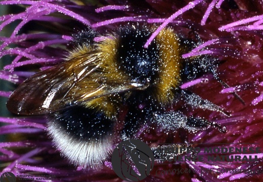 Bombus hortorum 