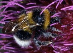 Bombus hortorum 