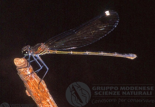 Calopteryx virgo 