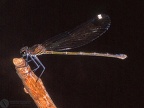 Calopteryx virgo 