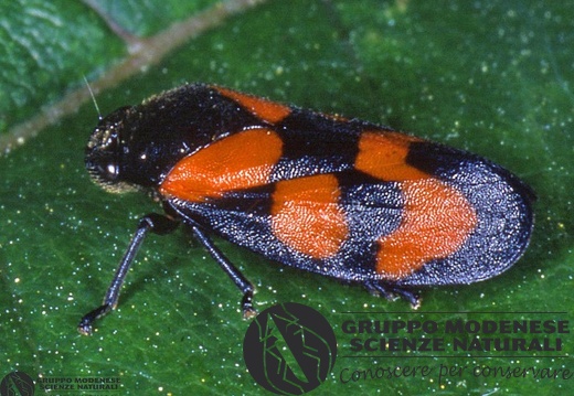 Cercopis vulnerata 