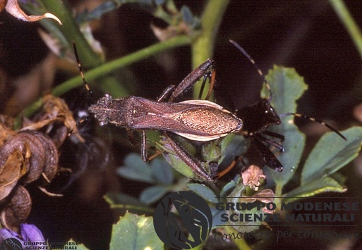 Camptopus lateralis 