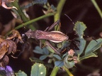 Camptopus lateralis 