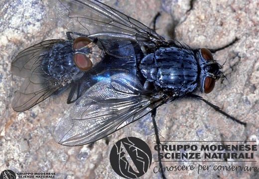 Calliphora vomitoria 