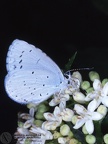 Celastrina argiolus 