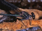 Calopteryx virgo 