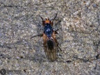 Indet. sp. 