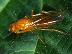Indet. sp. 