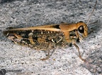 Calliptamus italicus 