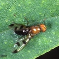 Indet. sp. 