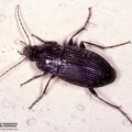 Indet. sp. 