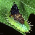 Cassida viridis 