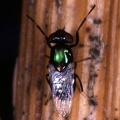 Indet. sp. 