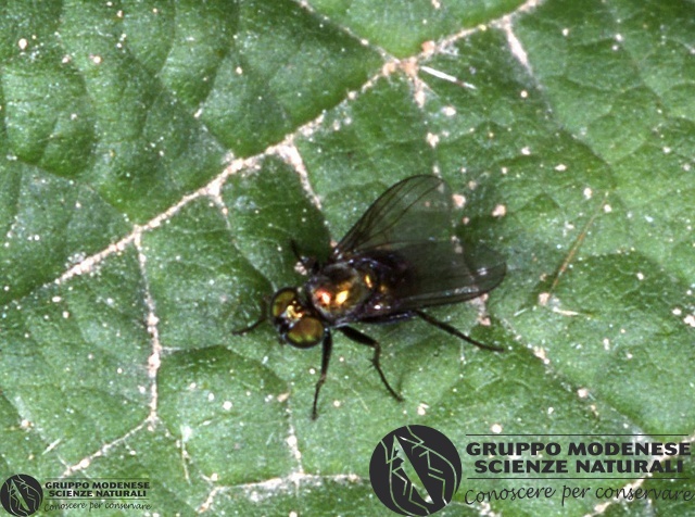 ordine: Diptera
famiglia: Agromyzidae
nome scientifico: Indet. sp.
data e località: Lercara Friddi, Palermo Province, Sicily, Italy
commento: CBRIZ0462.jpg