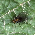 Indet. sp. 