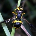 Indet. sp. 
