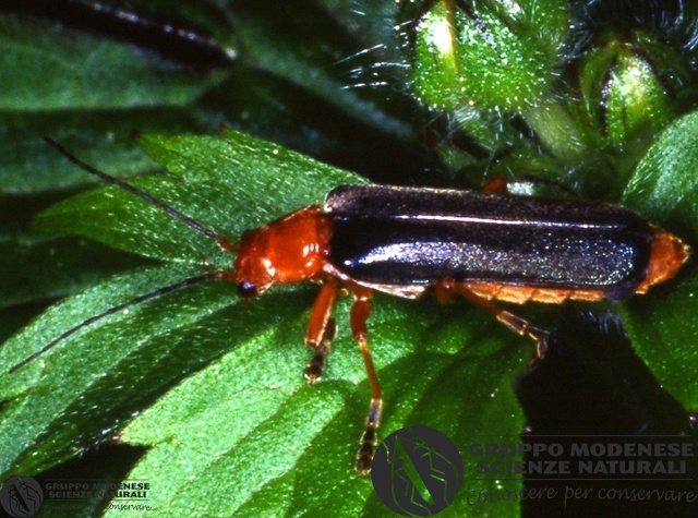 ordine: Coleoptera
famiglia: Cantharidae
nome scientifico: Cantharis sp.
data e località: Corno alle Scale Park, Bologna Province, Emilia Romagna, Italy
commento: CBRIZ0464.jpg