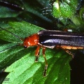 Cantharis sp. 