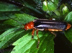Cantharis sp. 