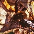 Bombylius major 