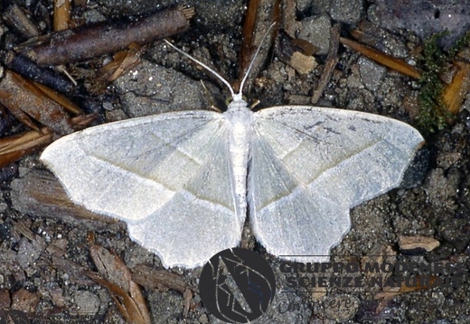 Campaea margaritata 