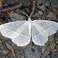 Campaea margaritata 