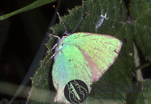 Callophrys rubi 