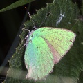 Callophrys rubi 
