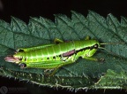 Indet. sp. 
