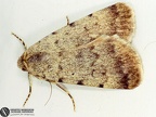 Autophila dilucida 